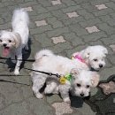 민가네농장 이미지