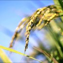 미라농원 이미지