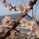 섬진강 매화 나루 이미지