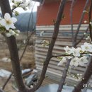 청솔바이오 이미지