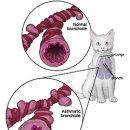 날으는고양이 이미지