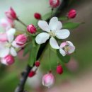 사과꽃 피는 저녁 이미지