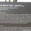 관음사의 왕벚나무자생지 이미지
