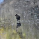 곡릉천의 쇠뜸부기사촌(ruddy crake) 이미지