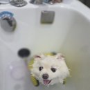 블링블링펫미용 이미지