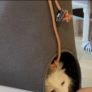 하늘을 걷는 고양이 카페 이미지