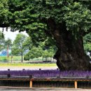 성주 경산리 성밖숲 이미지