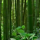 죽녹원로 이미지