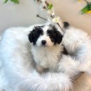 행복한 발자국 | 미니골든두들분양 가족으로맞이하는한발자국