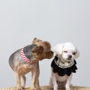 상록수12사진관