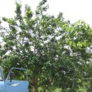 정자농장 이미지