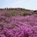 황매산 철쭉제 이미지