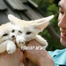 여우 - 강북구 노해로33길 54 | 여우