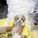 대한켄넬 이미지
