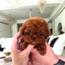 퍼피데일리 이미지