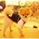 헬로펫샵 이미지