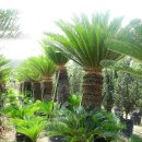 금성농장 이미지