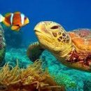 beautiful Under the sea 이미지