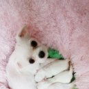 참 조은 훈이네 강아지 이미지