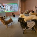 딩굴댕굴 애견호텔 유치원 이미지