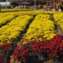 시래기코다리찜 이미지