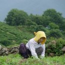 늘푸른채소 - 동구 아양로37길 31 | 늘푸른채소