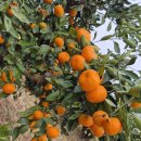 윤상농장 이미지