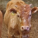 신일축산 이미지