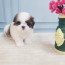 남양시장로45번길 | 인형 같은 🤍 시츄 분양｜초보자도 키우기 쉬운 시츄 강아지