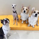 견생유치원 이미지