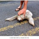 나무늘보 이미지