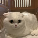캔디, 탄이 수지 하임동물병원 건강검진 후기