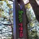 늘 허브랑