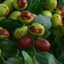 보은농장2 이미지