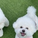 땡글이 | ♥ 강아지분양 멍가네 비숑프리제 '땡글이' 분양후기 ! ♥
