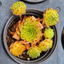 망상해오름가족호텔 이미지