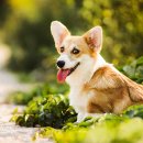 NOBLESSE.PET 이미지