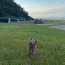 명동 선착장 | 진해 소쿠리섬 배편, 비용, 준비물 국내여행지 추천 명동선착장 캠핑 1박 2일 스노클링 사슴이 사는 섬