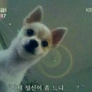 용용죽겠지 이미지