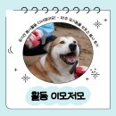 에덴복지재단 | 유기견 봉사활동 다녀왔어요! - 파주 유기동물 보호소 봉사 후기