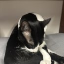 차차그루밍 이미지