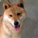 심바