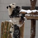 팬더 - 수원시 권선구 세권로 216 | 팬더