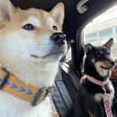 59DOG 네이버블로그