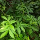 선학초등학교 이미지