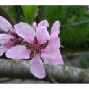 복사꽃향기 이미지