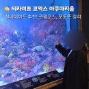 에프앤에프DISCOVERY스타필드 | 씨라이프 코엑스 아쿠아리움 평일 실내데이트로 다녀온 후기 (포토존, 코스, 수중공연)
