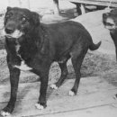 고Dog