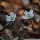 지랑마을 이미지