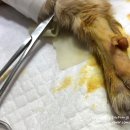 도곡종합동물병원 이미지